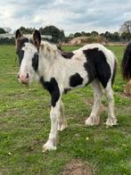 Tibker merrie veulen, Dieren en Toebehoren, Paarden, Merrie, Minder dan 160 cm, Niet van toepassing, 0 tot 2 jaar