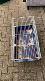 Cavia kooi, Dieren en Toebehoren, Knaagdieren en Konijnen | Hokken en Kooien, Kooi, Gebruikt, 75 tot 110 cm, Cavia