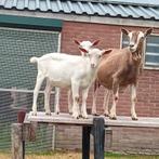 Mooi geit te koop, Dieren en Toebehoren, Vrouwelijk, Geit, 3 tot 5 jaar