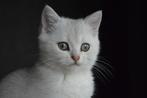 Prachtige britse korthaar kittens, Dieren en Toebehoren, Meerdere dieren, Ontwormd, 0 tot 2 jaar