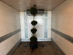Cupressus Quattro bol op stam, Ophalen of Verzenden, Zomer, Overige soorten, Halfschaduw