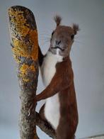 Opgezette eekhoorn NIEUW, Verzamelen, Ophalen of Verzenden, Nieuw, Opgezet dier