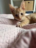 Lief rood katertje, Dieren en Toebehoren, Katten en Kittens | Overige Katten, Kater, Kortharig, 0 tot 2 jaar