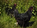 Marans kippen | Rustige kippen | Speciale eieren, Dieren en Toebehoren, Meerdere dieren, Kip