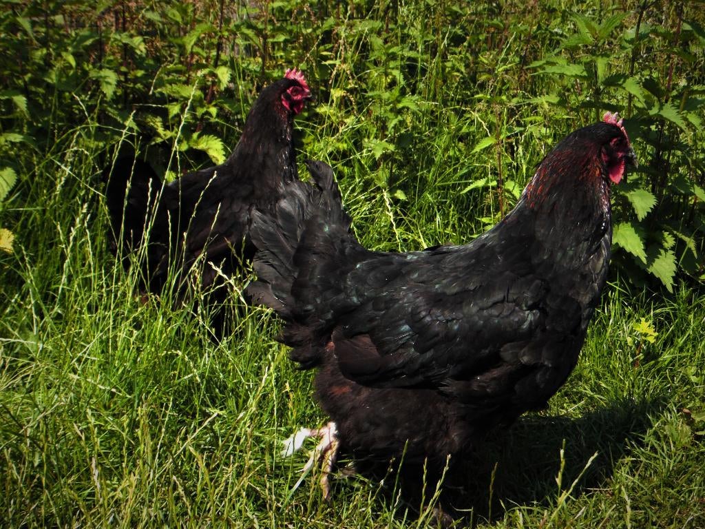 Marans kippen | Rustige kippen | Speciale eieren, Meerdere dieren, Kip