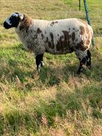 Bonte ramlammeren, Dieren en Toebehoren, Schapen, Geiten en Varkens, Mannelijk, Schaap, 0 tot 2 jaar