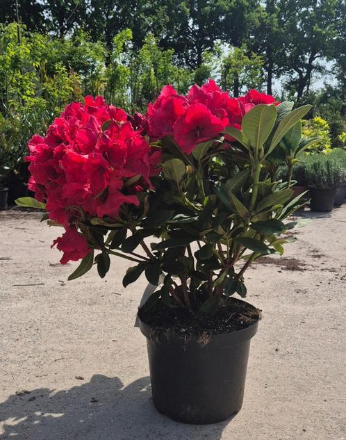 Rhododendron Red Jack, Tuin en Terras, Planten | Tuinplanten, Vaste plant, Overige soorten, Halfschaduw, Zomer, Ophalen