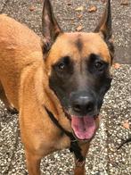 Nieuw baasje gezocht, Dieren en Toebehoren, Honden | Herdershonden en Veedrijvers, Rabiës (hondsdolheid), Teef, Eén hond, 3 tot 5 jaar