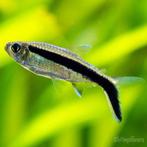 Thayeria Boehlkei - Hockey Stick Tetra, Dieren en Toebehoren, Vissen | Aquariumvissen, Zoetwatervis, Vis