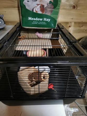 Hamsterkooi met attributen te koop!  beschikbaar voor biedingen