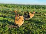Jonge wyandotte kriel kippen Buff Columbia gesekst + ingeënt, Dieren en Toebehoren, Pluimvee, Vrouwelijk, Kip