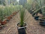 Dasylirion longissimum - Mexicaanse grasboom te koop, Tuin en Terras, Planten | Bomen, Bloeit niet, Minder dan 100 cm, Volle zon