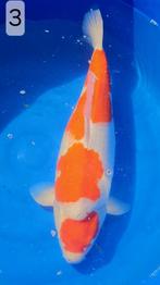 Kohaku, 3-staps, 59cm, 6 jr oud, met certificaat - female, Karper of Koi