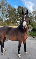Leuke grote D pony, sportpony / springpony / allrounder, Dieren en Toebehoren, Merrie, Springpony, Zadelmak, 7 tot 10 jaar