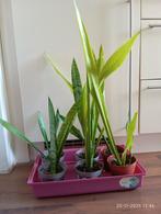Sansevieria, Ophalen, Eenjarig, Groenteplanten, Volle zon