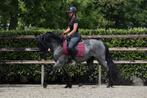 UNIEK! ## super gave en knappe murgese moorkop ruin ##, Dieren en Toebehoren, Pony's, E pony (1.48m - 1.57m), Ruin, Zadelmak, 3 tot 6 jaar