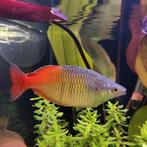 Melanotaenia boesemani, Dieren en Toebehoren, Vis