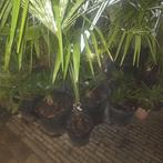 Trachycarpus fortunei palm, Tuin en Terras, Volle zon, Bloeit niet, Ophalen of Verzenden, Minder dan 100 cm