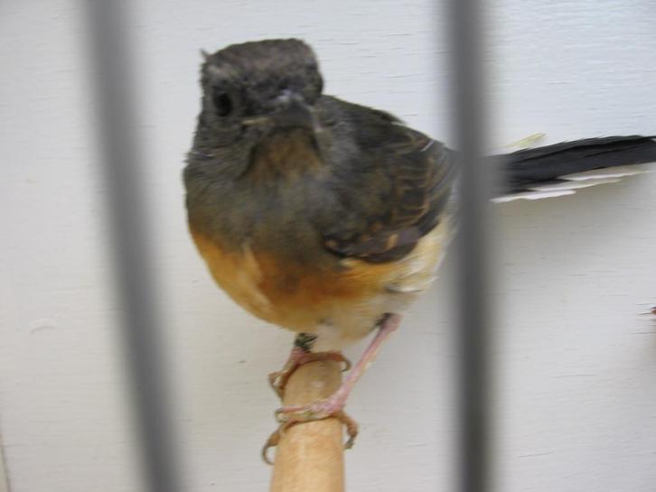 Te koop mooie schamalijster pop correct geringd 2025, Dieren en Toebehoren, Vogels | Overige Vogels, Vrouwelijk, Geringd