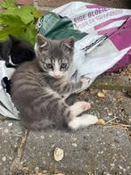 3 mooie kittens te koop!, Dieren en Toebehoren, Katten en Kittens | Overige Katten