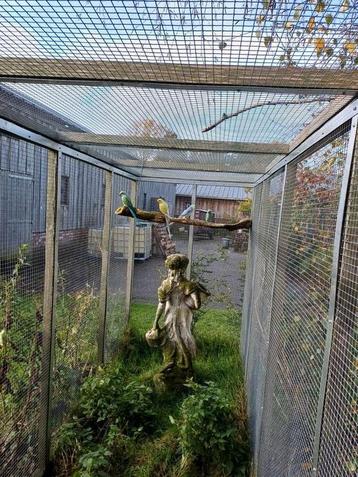 halsband parkiet man beschikbaar voor biedingen