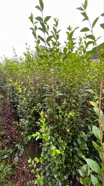 Ligustrum Ovalifolium haagplanten (Thuisbezorgd) 