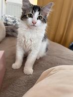 Noorse Boskat kitten - mag gelijk deze week, Geslacht onbekend, Met stamboom, 0 tot 2 jaar