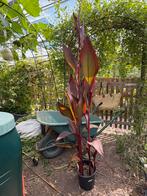 Canna, Ophalen, Zomer, Volle zon, Overige soorten