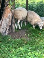 2 rammen en 2 ooien, Dieren en Toebehoren, Meerdere dieren, Schaap