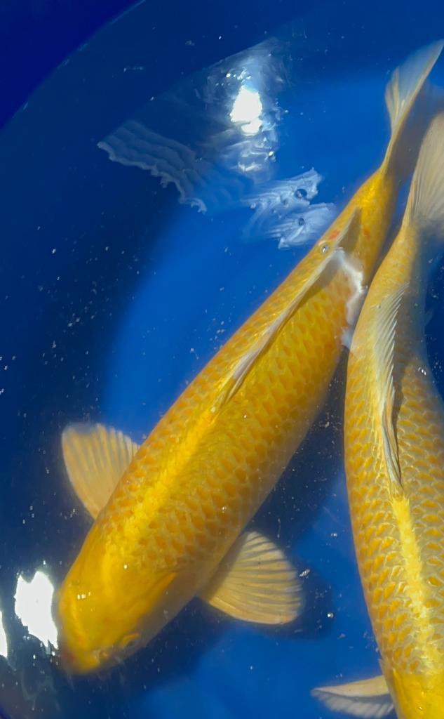 Zeer forse Konishi Karashi-Yamabuki Sansai 60+, Dieren en Toebehoren, Vissen | Vijvervissen, Karper of Koi