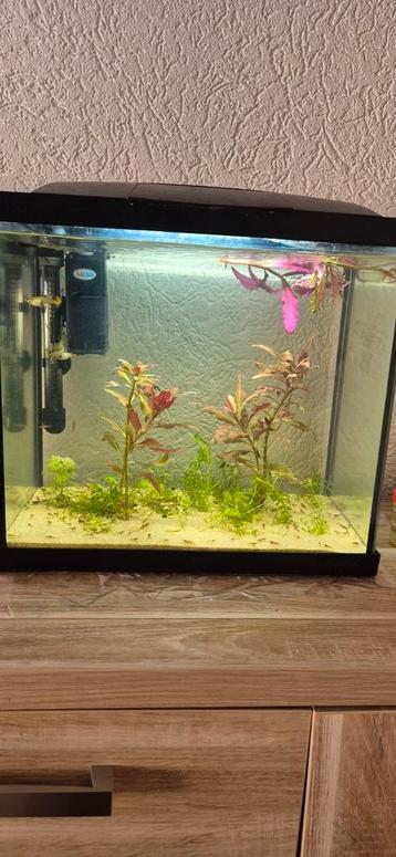 Superfish 45/50L aquarium beschikbaar voor biedingen