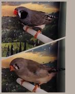 Mooi jong koppel zebravinken 2025, Dieren en Toebehoren, Vogels | Overige Vogels, Meerdere dieren, Geringd