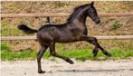 Te koop gevraagd jeppe veulen vol papier, Dieren en Toebehoren, Merrie, Niet van toepassing, Dressuurpaard, 3 tot 6 jaar