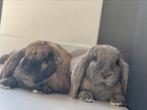Konijnen koppel, 1 jaar, franse hangoor, zindelijk, castreer, Dieren en Toebehoren, Konijnen, Meerdere dieren, Groot, Hangoor