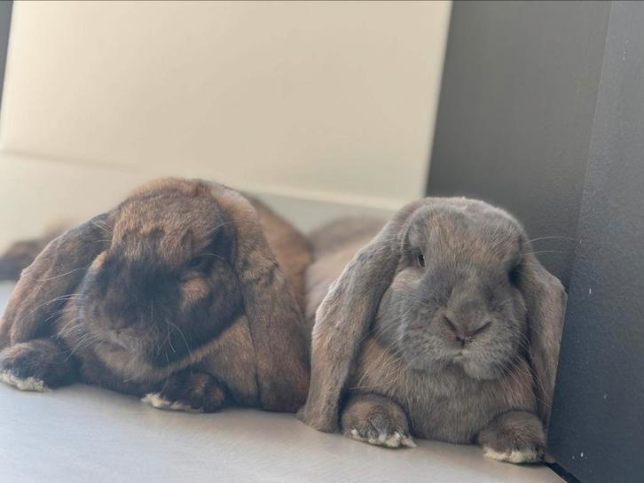 Konijnen koppel, 1 jaar, franse hangoor, zindelijk, castreer, Dieren en Toebehoren, Konijnen, Groot, Meerdere dieren, Hangoor