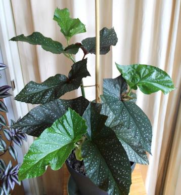 Begonia Engelvleugel potplant beschikbaar voor biedingen