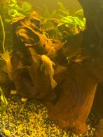 Algen eter albino,ancistrus pleco, Vis