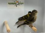 Baardsijs - Spinus barbatus, Dieren en Toebehoren, Meerdere dieren