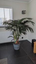 Mooie Kentia palm, Palm, 150 tot 200 cm, Halfschaduw, Ophalen