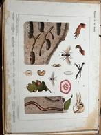 Schoolplaten, Antiek en Kunst, Antiek | Schoolplaten, Ophalen, Natuur en Biologie