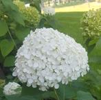 Annabel hortensia, Ophalen, Overige soorten, Halfschaduw