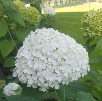 Annabel hortensia beschikbaar voor biedingen