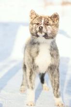 Akita inu, Dieren en Toebehoren, 15 weken tot 1 jaar, Overige rassen, Buitenland, Geslacht onbekend