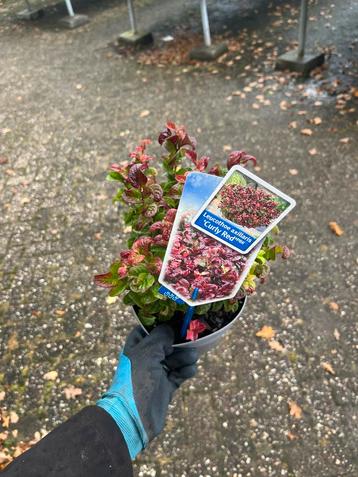 Leucothoe 'Curly Red' - Prachtige sierheester beschikbaar voor biedingen