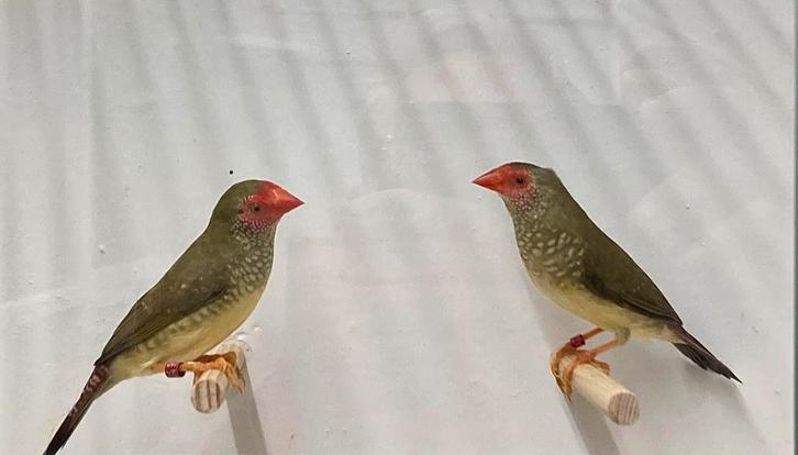 Binsenastrilde popjes, Dieren en Toebehoren, Vogels | Overige Vogels, Tropenvogel, Vrouwelijk, Geringd