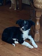 Heel aparte FRIESE STABIJ x BORDER COLLIE pups, Dieren en Toebehoren, Honden | Niet-rashonden, Nederland, CDV (hondenziekte), 8 tot 15 weken