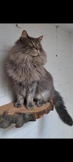 Ter dekking Zazou (blue tabby blotched), Dieren en Toebehoren, Katten en Kittens | Dekkaters