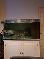 Krasloos groot hoog aquarium 1506050, Ophalen, Leeg aquarium