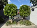 2 mooie laurier bomen te koop, Tuin en Terras, Planten | Bomen, Lente, 100 tot 250 cm, Ophalen, Volle zon