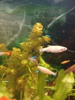 zebravisje [Danio rerio], Vis, Zoetwatervis, Schoolvis